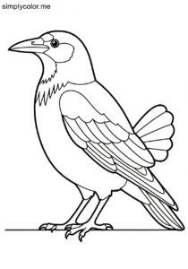 Rook (Corvus frugilegus) coloring page
