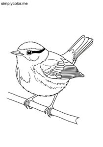 Rufous-breasted Warbler (Myiothlypis rufivertex) coloring page Rufous-breasted Warbler (Myiothlypis rufivertex) coloring page