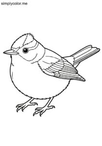 Russet-crowned Warbler (Myiothlypis coronata) coloring page Russet-crowned Warbler (Myiothlypis coronata) coloring page