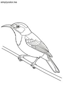 Shining Honeycreeper (Cyanerpes lucidus) coloring page Shining Honeycreeper (Cyanerpes lucidus) coloring page