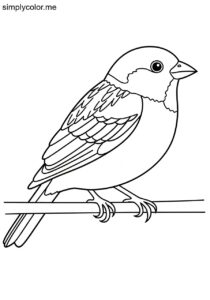 Sparrow (Passer domesticus) coloring page