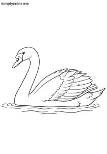 Swan (Cygnus olor) coloring page
