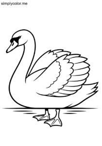 Swan (Cygnus spp.) coloring page