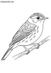 Three-banded Warbler (Myiothlypis trifasciata) coloring page Three-banded Warbler (Myiothlypis trifasciata) coloring page