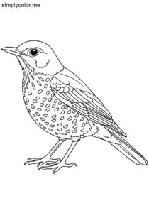 Thrush (Turdus philomelos) coloring page Thrush (Turdus philomelos) coloring page