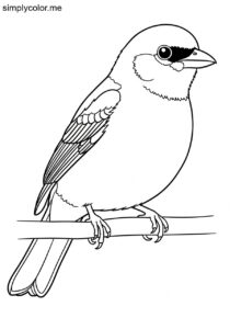 Turquoise Tanager (Tangara mexicana) coloring page