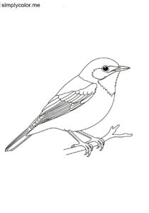 Warbler (Sylvia communis) coloring page