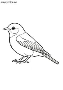 Western Bluebird (Sialia mexicana) coloring page