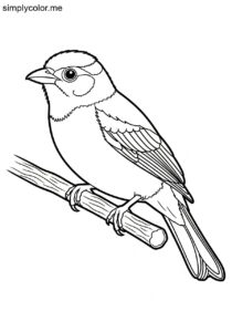 White-capped Tanager (Sericossypha albocristata) coloring page