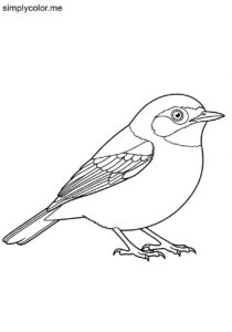 White-lored Warbler (Myiothlypis conspicillata) coloring page White-lored Warbler (Myiothlypis conspicillata) coloring page