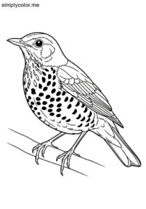 Wood Thrush (Hylocichla mustelina) coloring page Wood Thrush (Hylocichla mustelina) coloring page