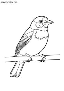 Yellow-lored Tanager (Chlorothraupis frenata) coloring page Yellow-lored Tanager (Chlorothraupis frenata) coloring page
