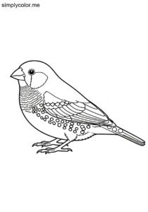 Zebra Finch (Taeniopygia guttata) coloring page Zebra Finch (Taeniopygia guttata) coloring page