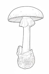 Death Cap (Amanita phalloides) coloring page Death Cap (Amanita phalloides) coloring page
