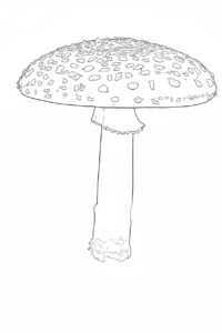 Fly Agaric (Amanita muscaria) coloring page Fly Agaric (Amanita muscaria) coloring page