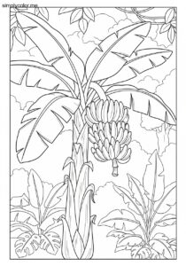 Banana tree coloring page tropical fruit and jungle plant