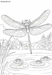 Coloring page dragonfly delicate winged insect hovering over pond and garden