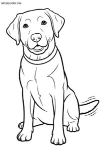 Labrador coloring page friendly dog breed for pet lover